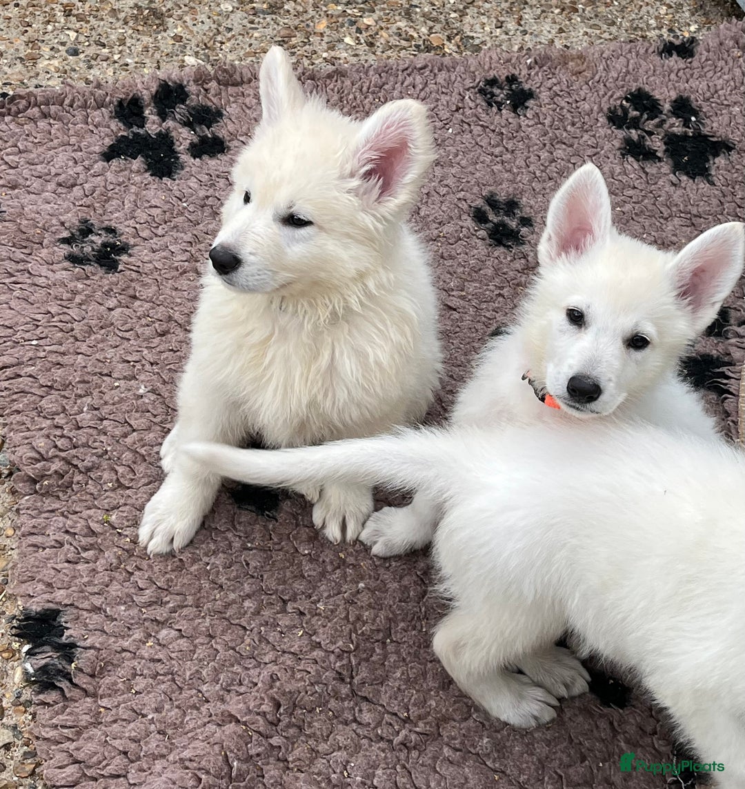 Zwitserse Witte Herdershond honden te koop: Zwitserse witte herder pups - Afbeelding 5