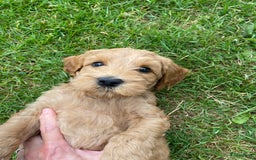 Australian Labradoodle honden te koop: Magic Doodles Rasta - Afbeelding 7