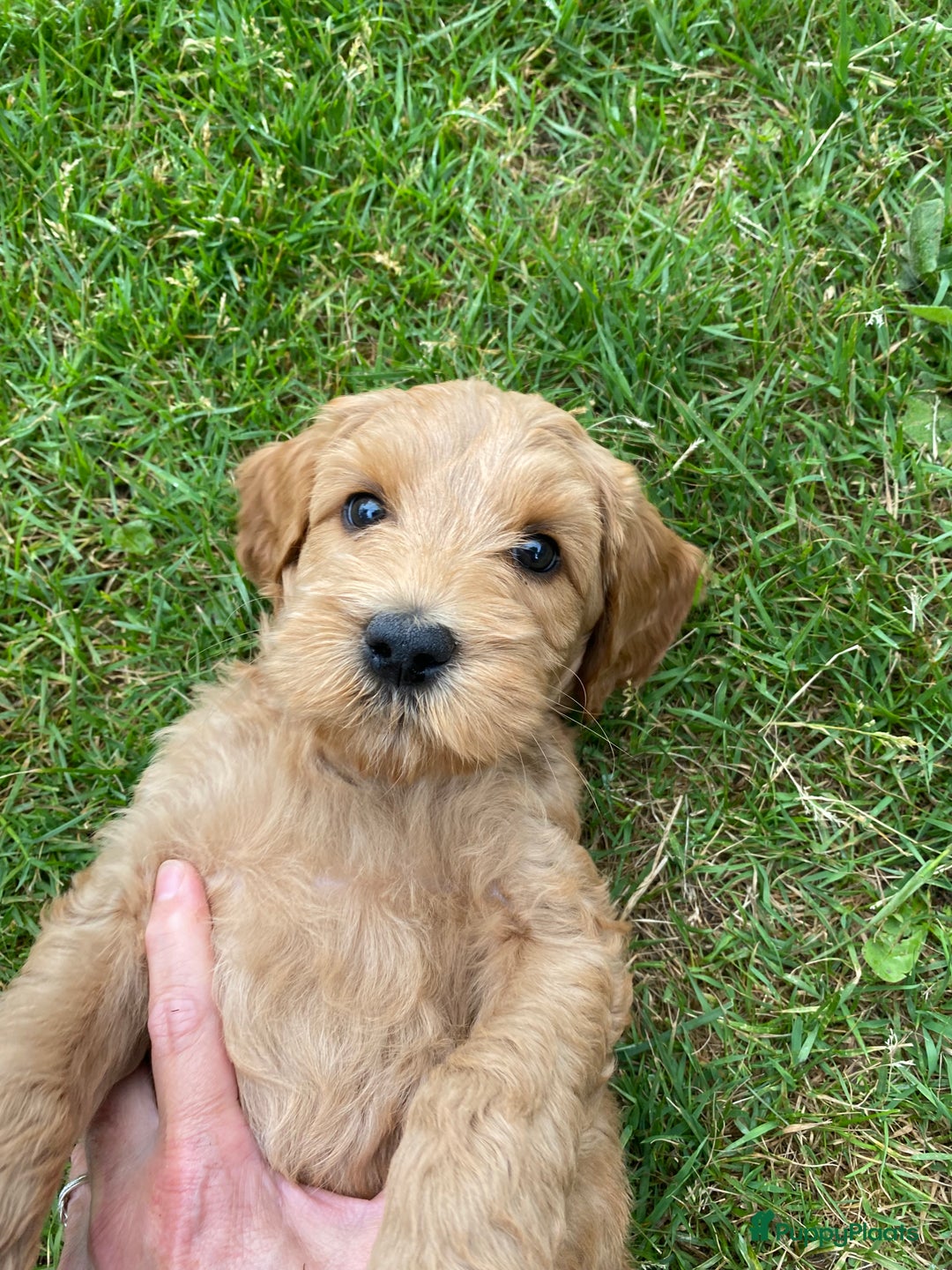 Australian Labradoodle honden te koop: Magic Doodles Rasta - Afbeelding 7