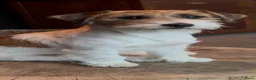 Jack Russel Terriër honden te koop: jackrussell ruwharig  in Odiliapeel - Advertentie 3