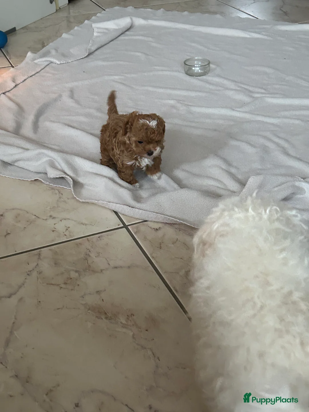 Shihpoo honden te koop: Mini shihpoo - Advertentie 7