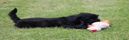 Kruising honden te koop: Knappe Boompoo pups - Advertentie 9