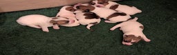 Jack Russel Terriër honden te koop: Jack Russell pups met stamboom  - Advertentie 11