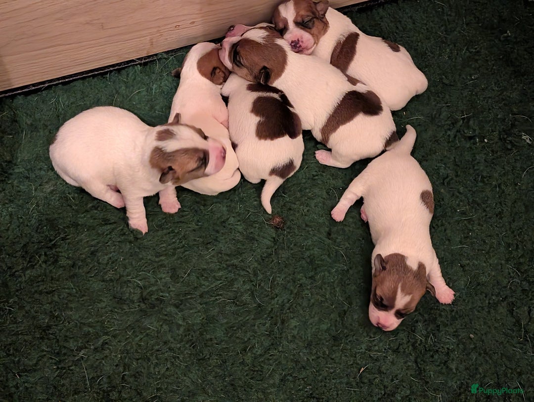 Jack Russel Terriër honden te koop: Jack Russell pups met stamboom  - Advertentie 11