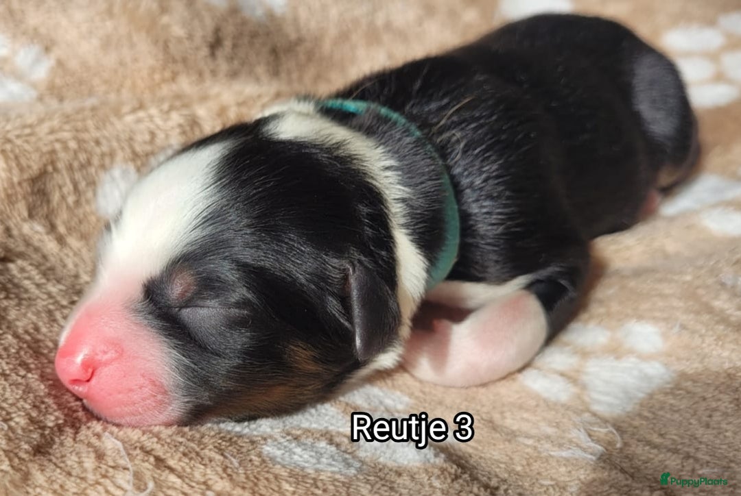Australian Shepherd honden te koop: Australian Shepherd puppies geboren!  - Afbeelding 6