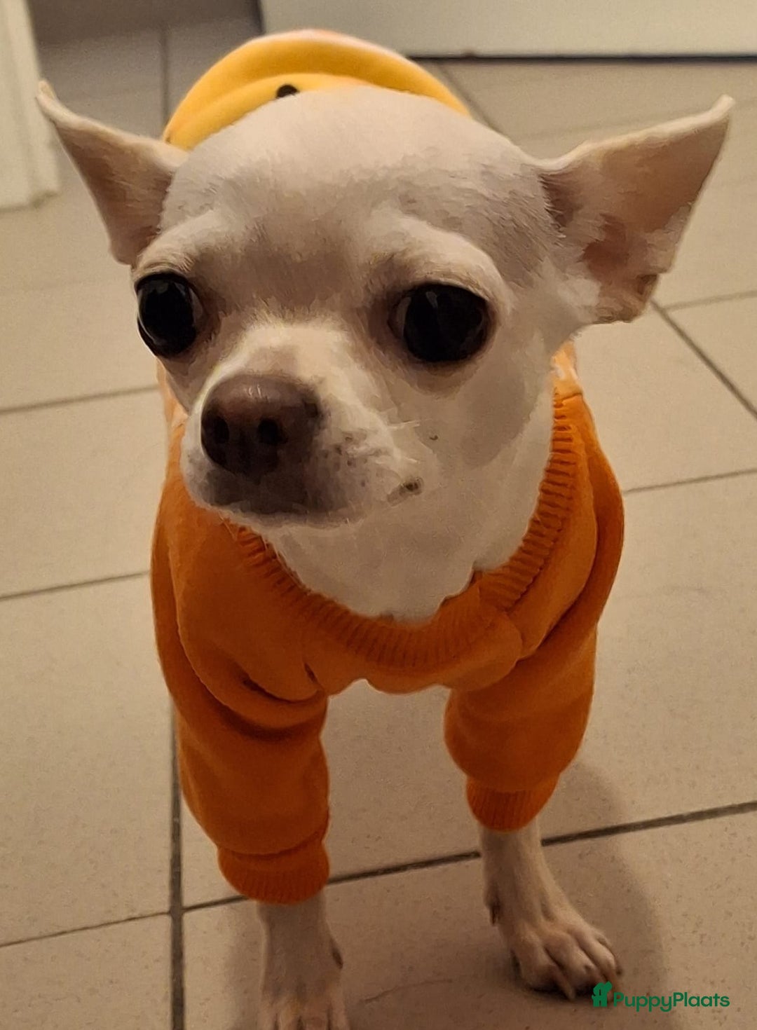 Chihuahua honden ter adoptie: kleine Snowy waar mag zijn mandje komen te staan  - Advertentie 5
