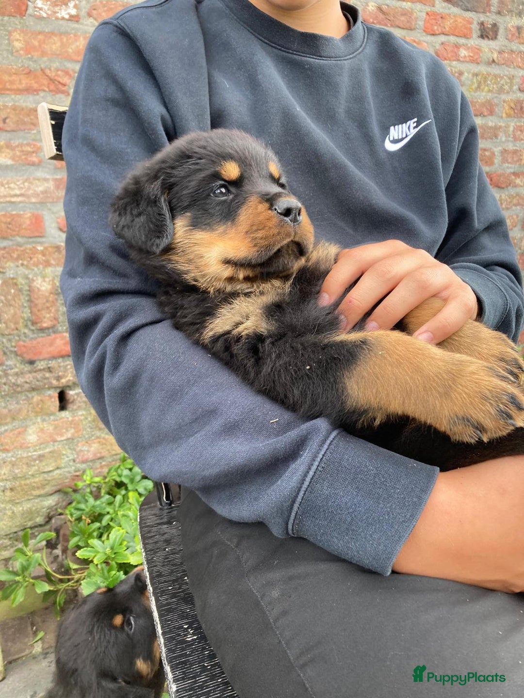 Rottweiler honden te koop: Mooie Rottweiler pups - Afbeelding 11
