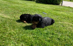 Rottweiler honden te koop: Rottweiler puppy met stamboom in IJsselmuiden - Afbeelding 5