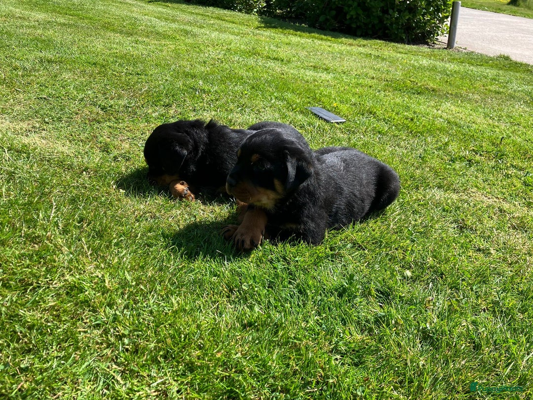 Rottweiler honden te koop: Rottweiler puppy met stamboom in IJsselmuiden - Afbeelding 5