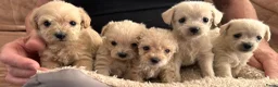 Kruising honden te koop: Chipoo Lieve rustige X toy poedel en chiwawa in Eindhoven - Advertentie 4