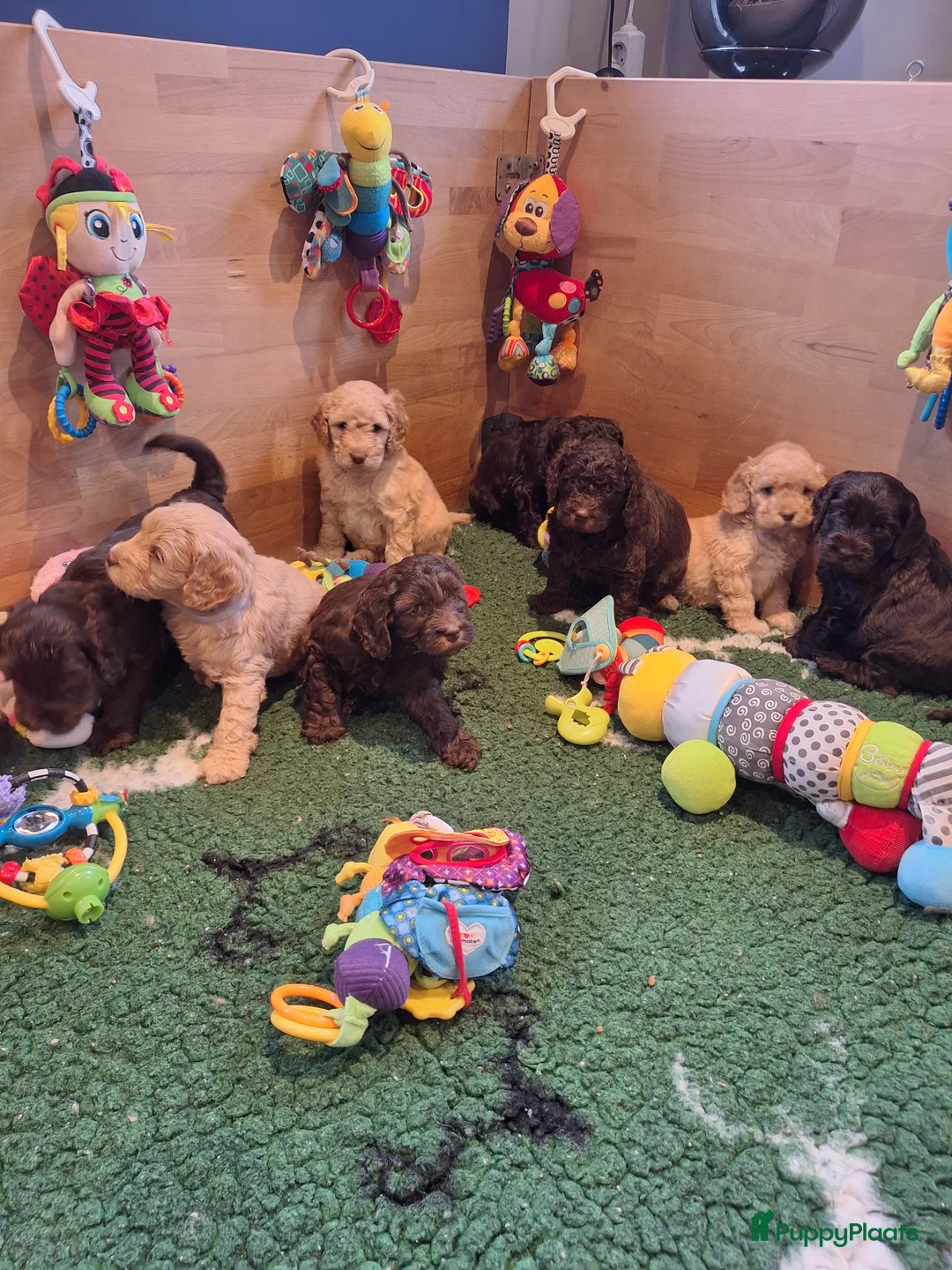Kruising honden te koop: Australian labradoodle pups - Advertentie 6