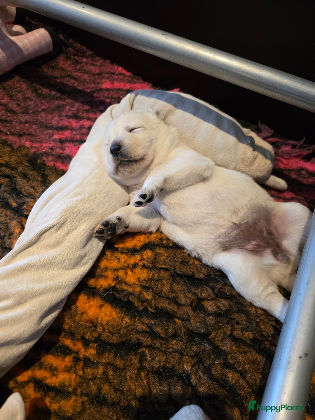 Labrador Retriever honden te koop: Prachtige blonde pups - Advertentie 8