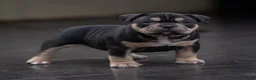 Amerikaanse Bully honden te koop: American Bully pocket pups verwacht geteste ouders - Advertentie 19