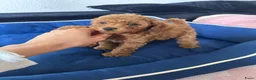 Poedel Toy honden te koop: Rode Toypoedel pups uit geteste ouders - Advertentie 5