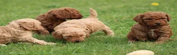 Cockapoo honden te koop: Knappe Cockapoo pups. - Advertentie 10