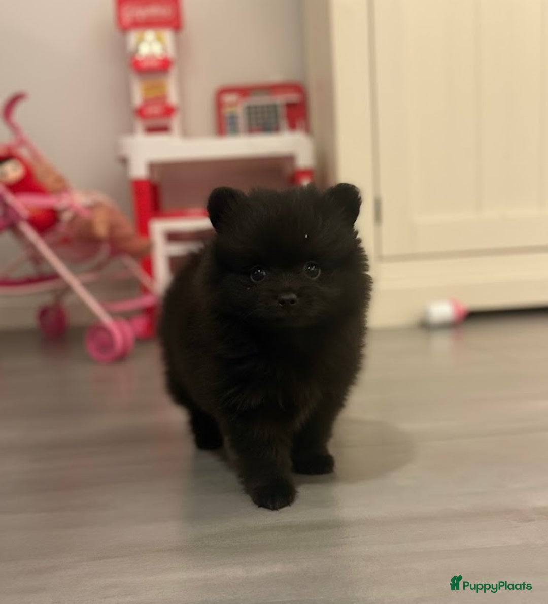 Pomeriaan honden te koop: Pomeriaan pups  - Advertentie 6