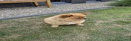 Kruising honden te koop: Pomapoos verwacht eind augustus - Advertentie 6