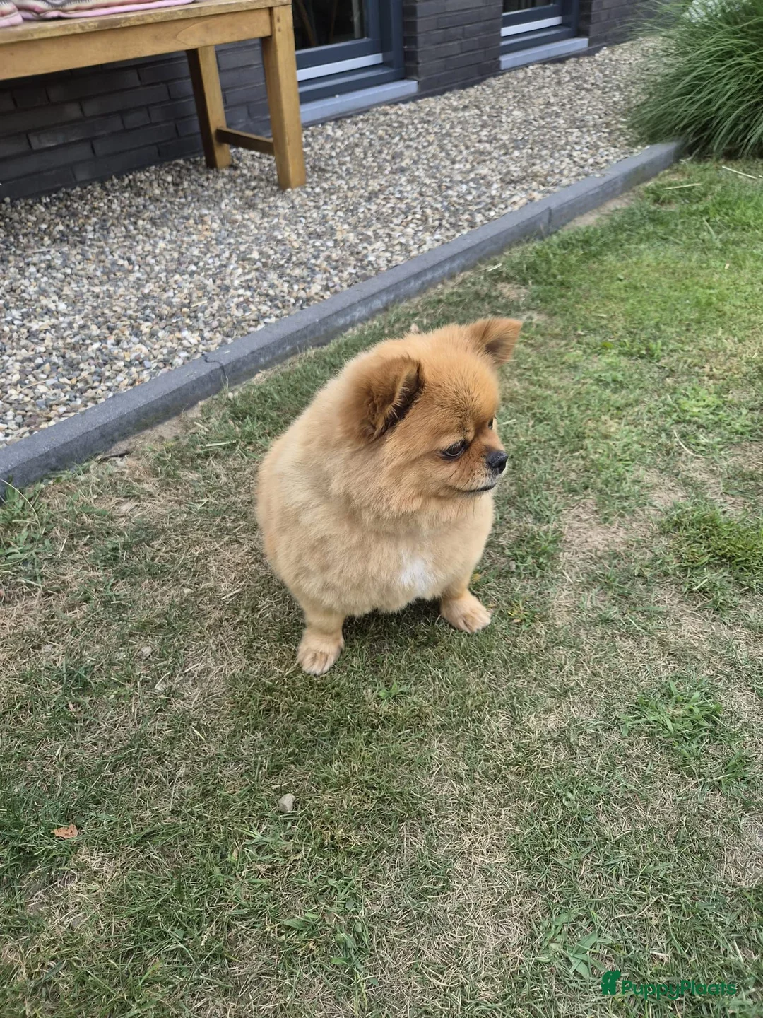 Kruising honden te koop: Pomapoos verwacht eind augustus - Advertentie 6
