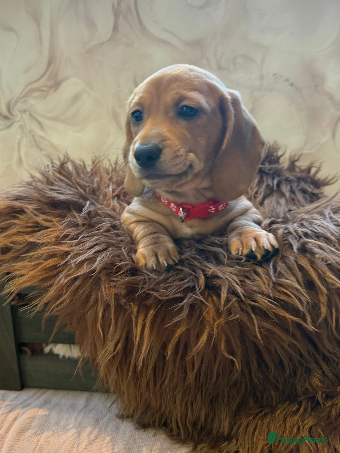 Teckel (korthaar)  honden te koop: Prachtig teckel puppy’s  - Advertentie 2