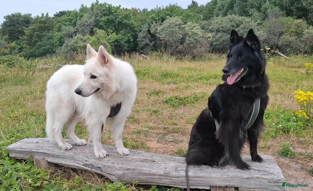 Kruising honden te koop: Nestaankondiging zwitserse witte herder outcross  - Advertentie 2