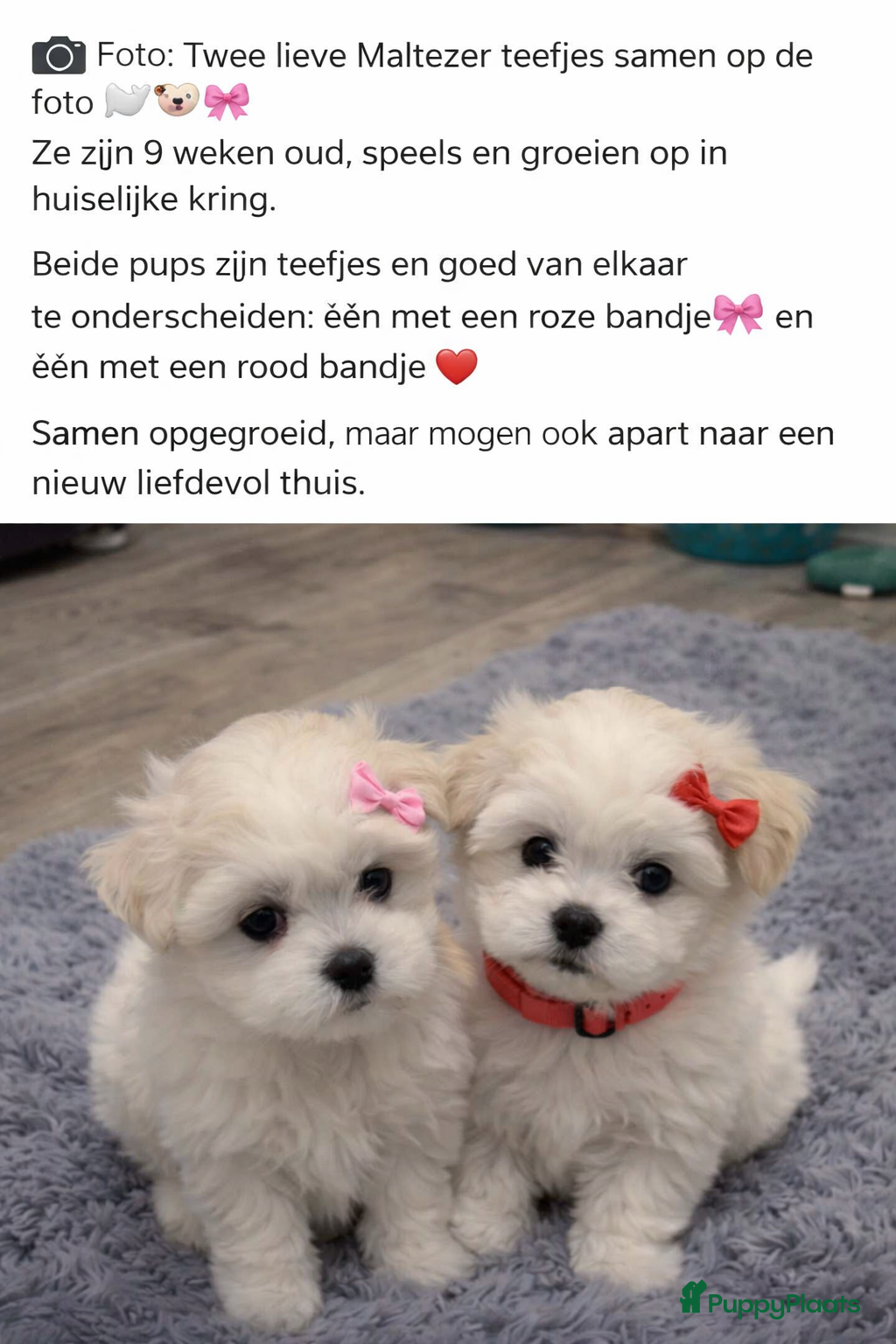 Maltezer honden Mini malzeter  - Advertentie 1