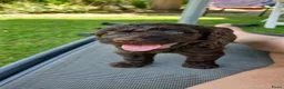 Labradoodle honden te koop: Labradoodles chocoladebruin F4, Medium - Advertentie 7
