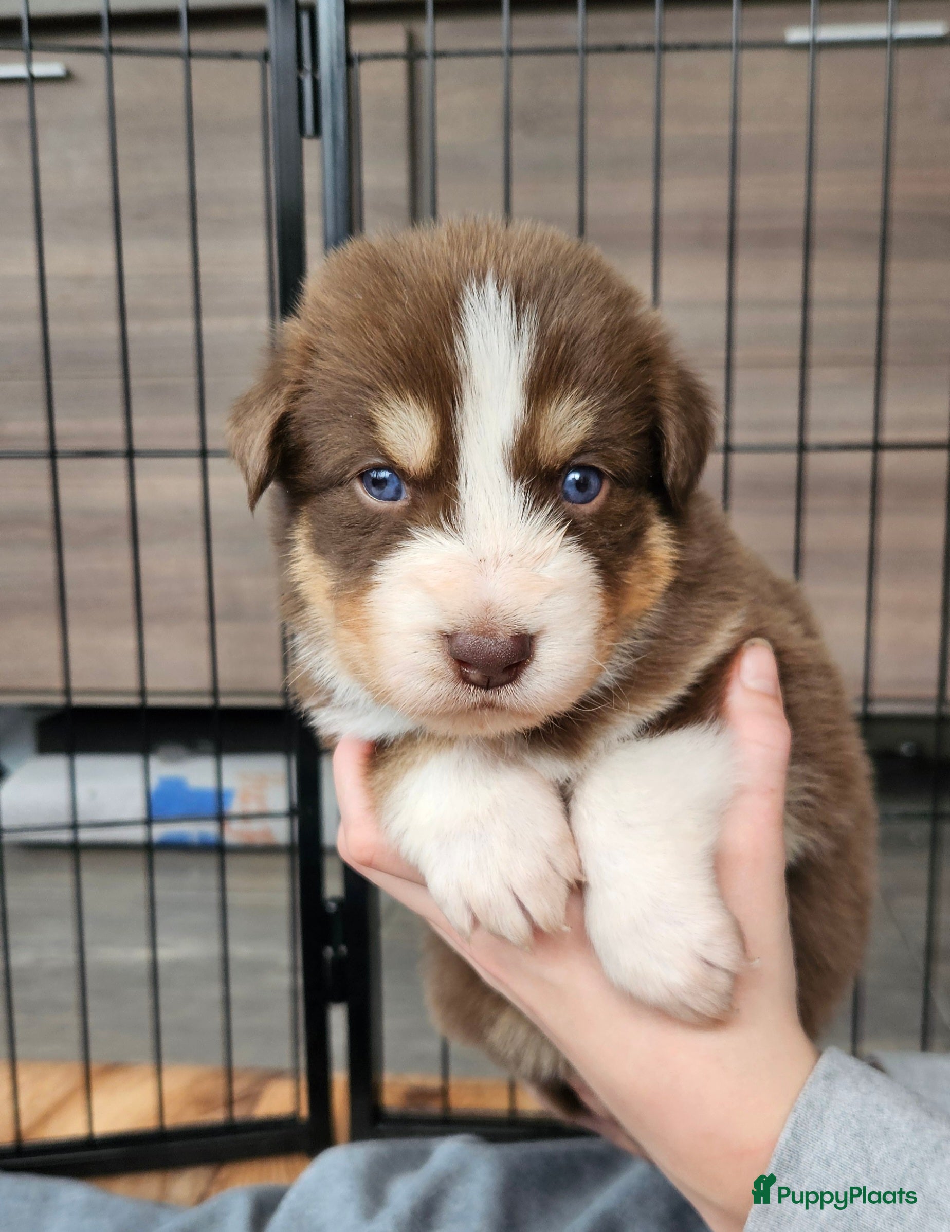 Kruising honden Prachtige kruising pups - Advertentie 2