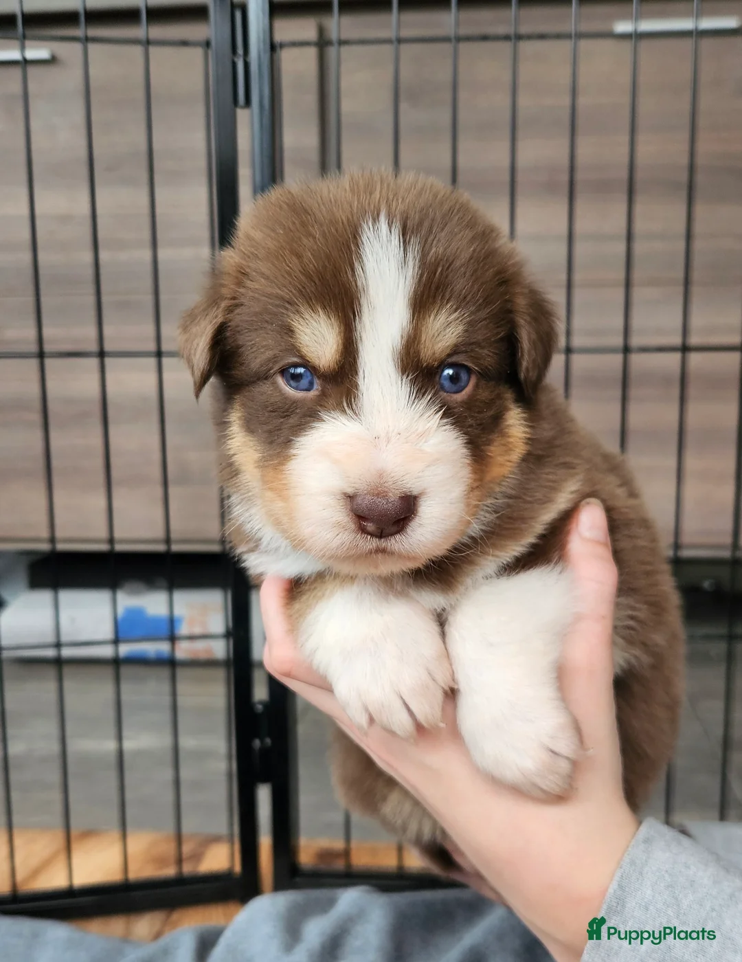 Kruising honden te koop: Prachtige kruising pups - Advertentie 2