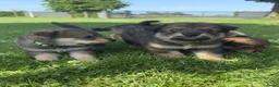 Kruising honden te koop: Pup Eurasiër / Herdermix - Advertentie 5