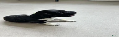 Nederlandse Schapendoes 8