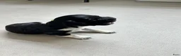 Nederlandse Schapendoes honden te koop: Prachtige schapendoesjes - Advertentie 4