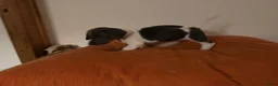 Kruising honden te koop: Lieve mannelijke Jack Russel/teckel pup  - Advertentie 10