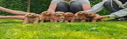 Maltipoo honden te koop: Prachtige Maltipoo pups in Ermelo - Advertentie 8