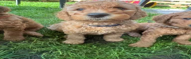 Australian Labradoodle Puppy 1
