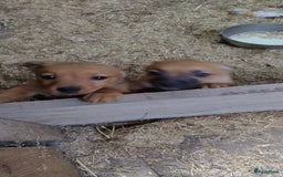 Kruising honden te koop: Jack Russell terriër kruising met pomeriaan reu in Eemnes - Afbeelding 2