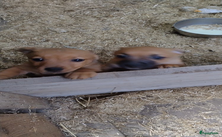 Kruising honden in Eemnes - Advertentie 5
