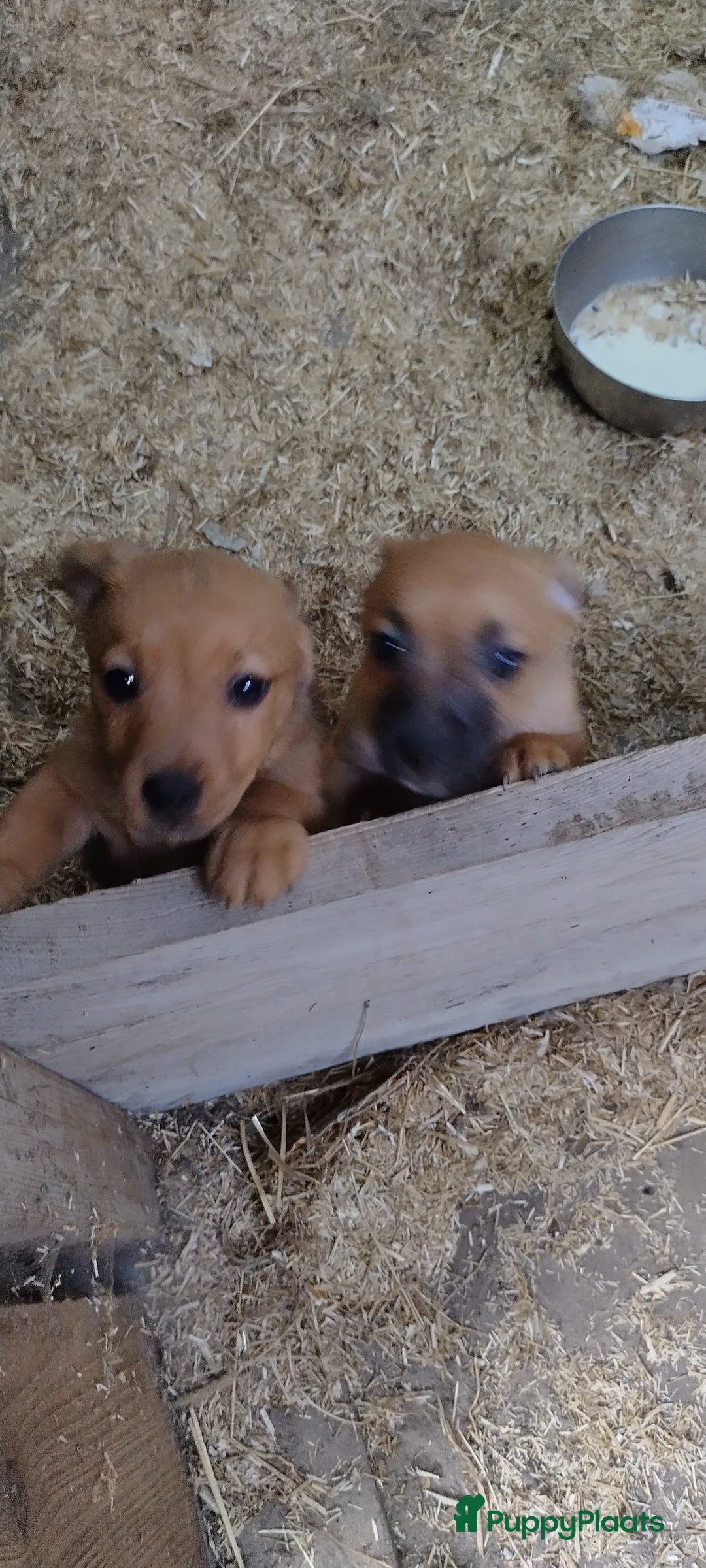 Kruising honden te koop: Jack Russell terriër kruising met pomeriaan reu in Eemnes - Afbeelding 2