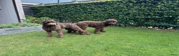 Labradoodle honden te koop: Labradoodles chocoladebruin F4, Medium - Advertentie 3