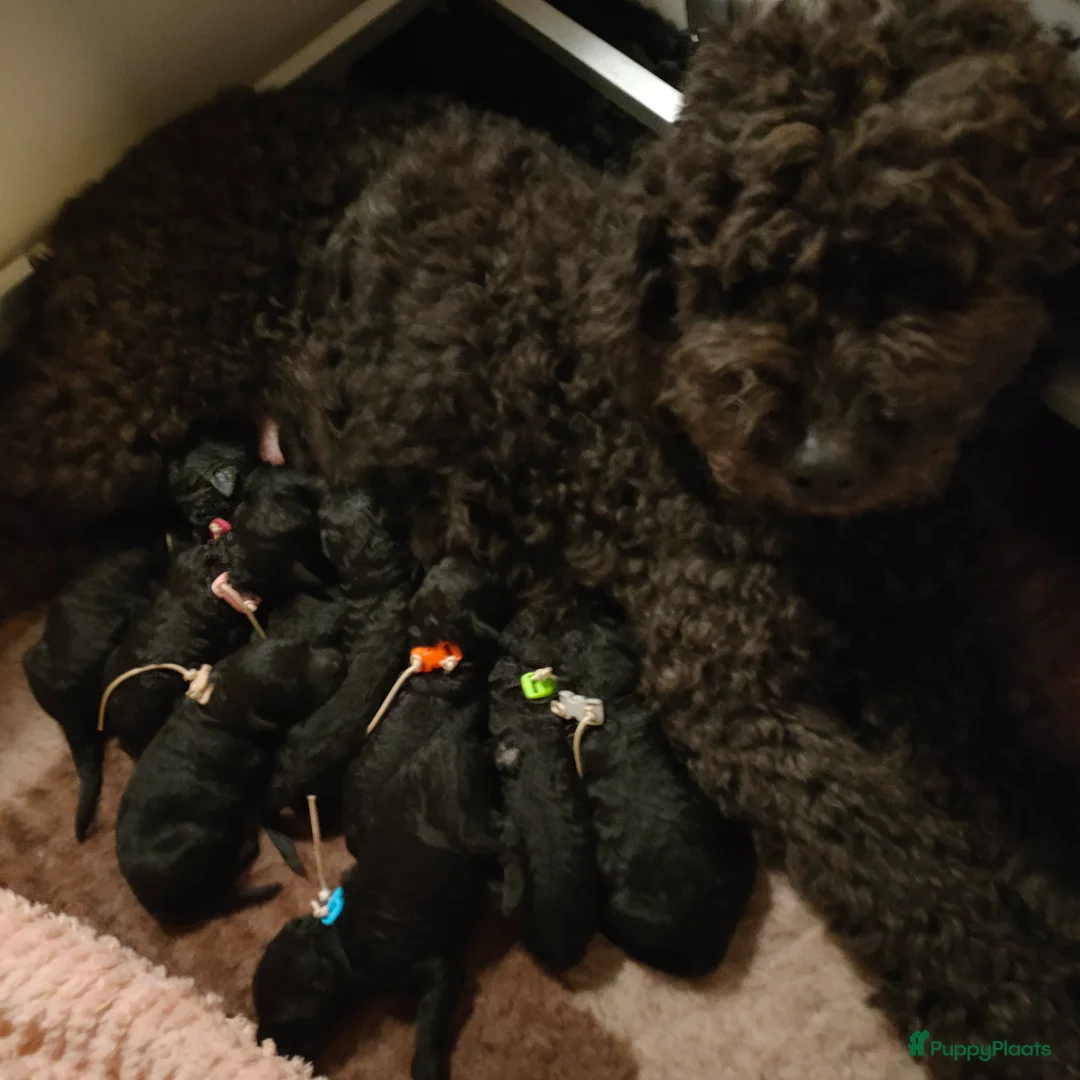 Labradoodle honden te koop: Super mooie labradoodle puppy's  - Advertentie 7