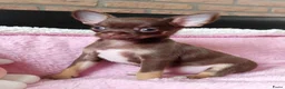 Chihuahua honden te koop: NOG TWEE schattige chihuahua puppys!! - Advertentie 5