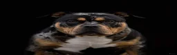 Amerikaanse Bully honden te koop: American Bully pocket pups verwacht  - Advertentie 8