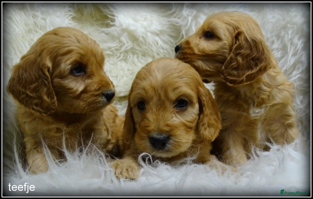 Cockapoo honden te koop: Cockapoo pups - Advertentie 18