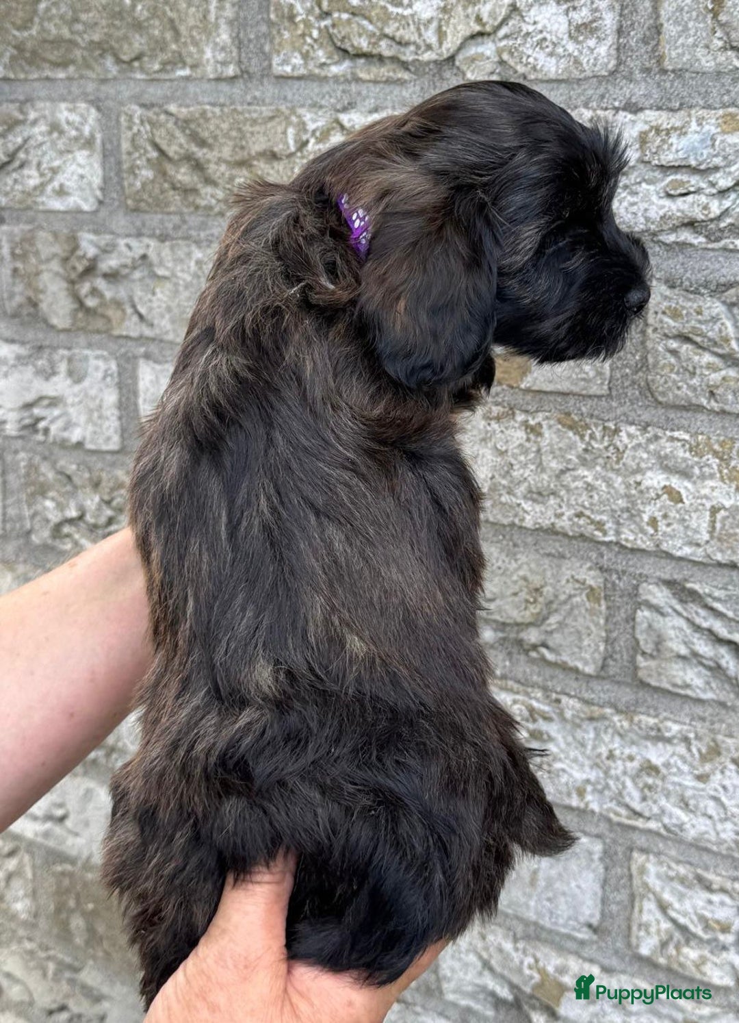 Havanezer honden te koop: Prachtige havanezermeisjes met stamboom - Afbeelding 5
