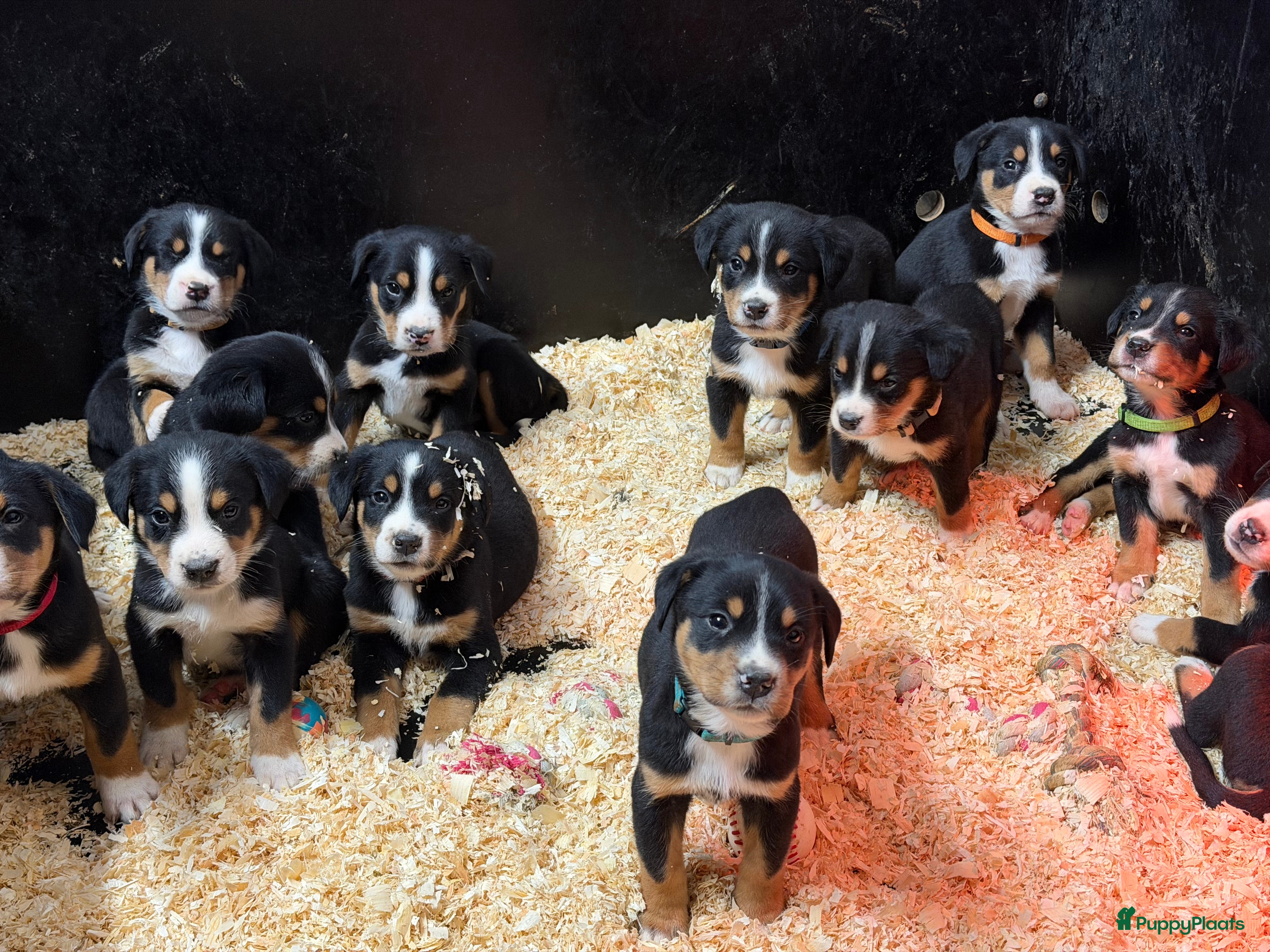 Grote Zwitserse Sennenhond honden Mooie Grote Zwitserse Sennen pups van onze Suus - Advertentie 2