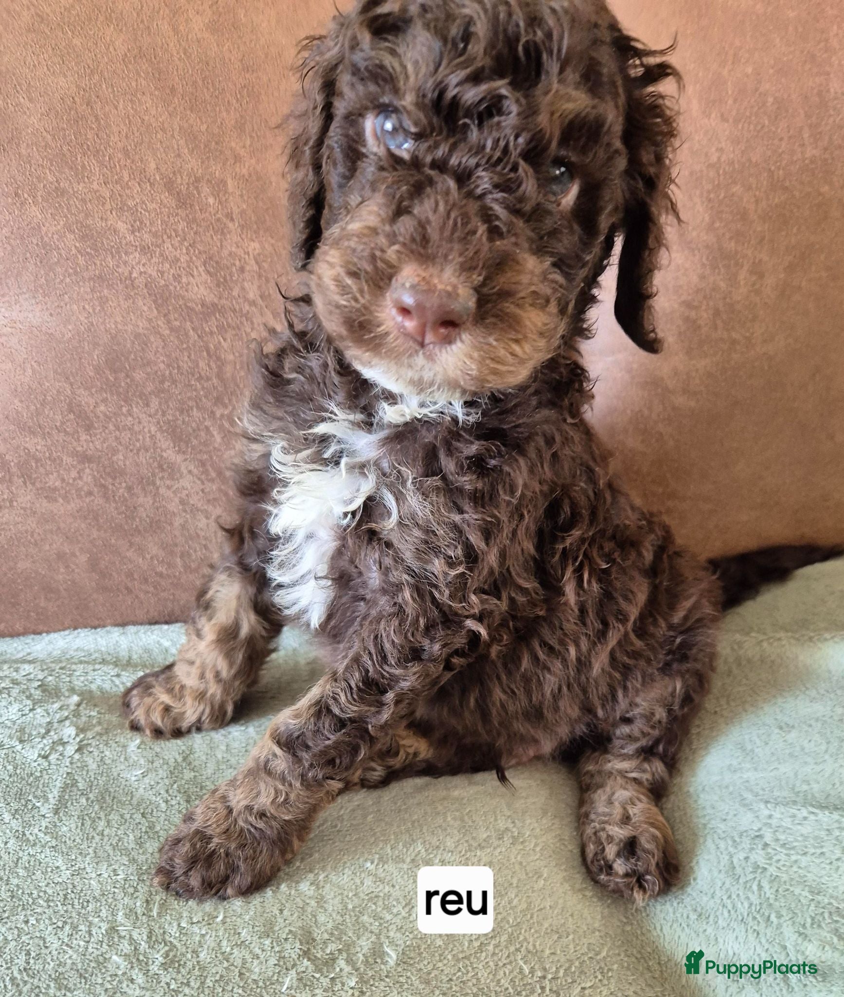 Poedel honden Schitterende Konings poedel pups - Advertentie 1