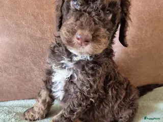Poedel honden te koop: Schitterende Konings poedel pups - Advertentie 2