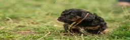 Kruising honden te koop: Dwergpoedel x Boompoo pups  - Advertentie 12