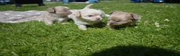Chihuahua honden te koop: Langharige Chihuahua puppy’s  - Advertentie 4