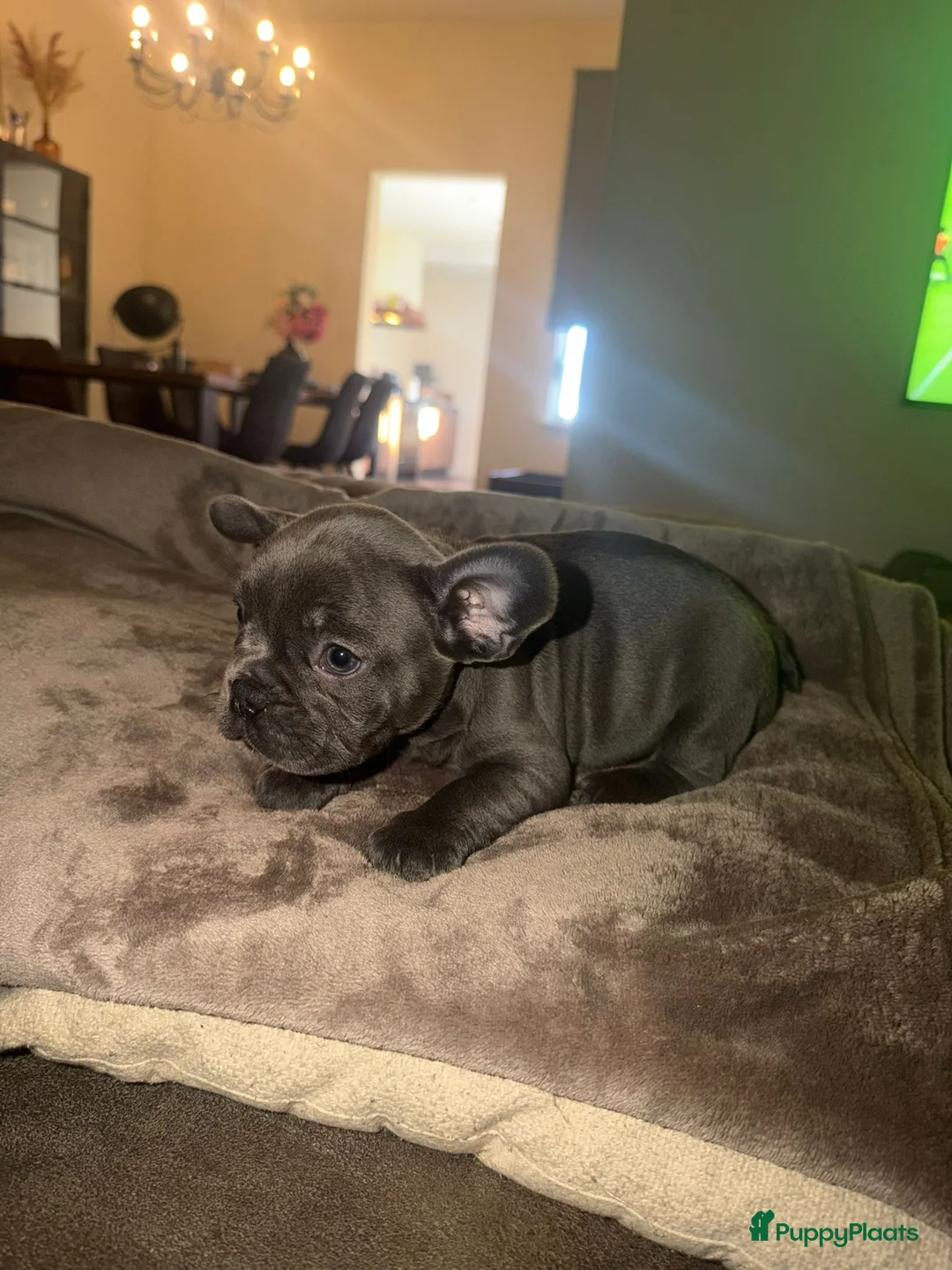 Franse Bulldog honden te koop: Mooie Franse bulldog pups lilac & blauw - Advertentie 10