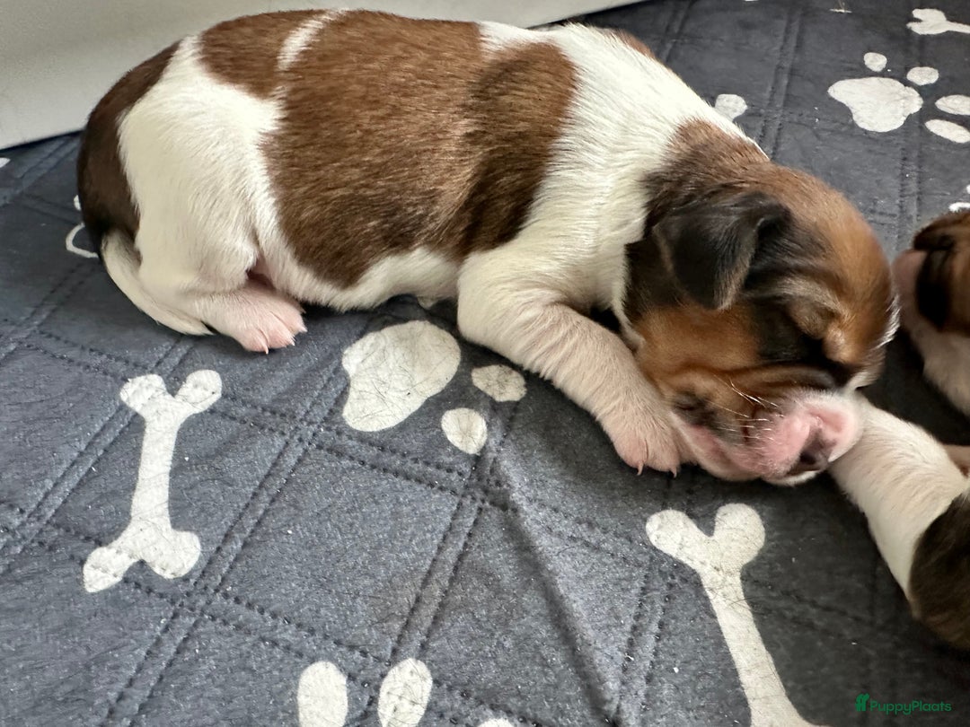 Kruising honden te koop: Nog 2 knuffelbare kruising puppy’s beschikbaar  - Afbeelding 21